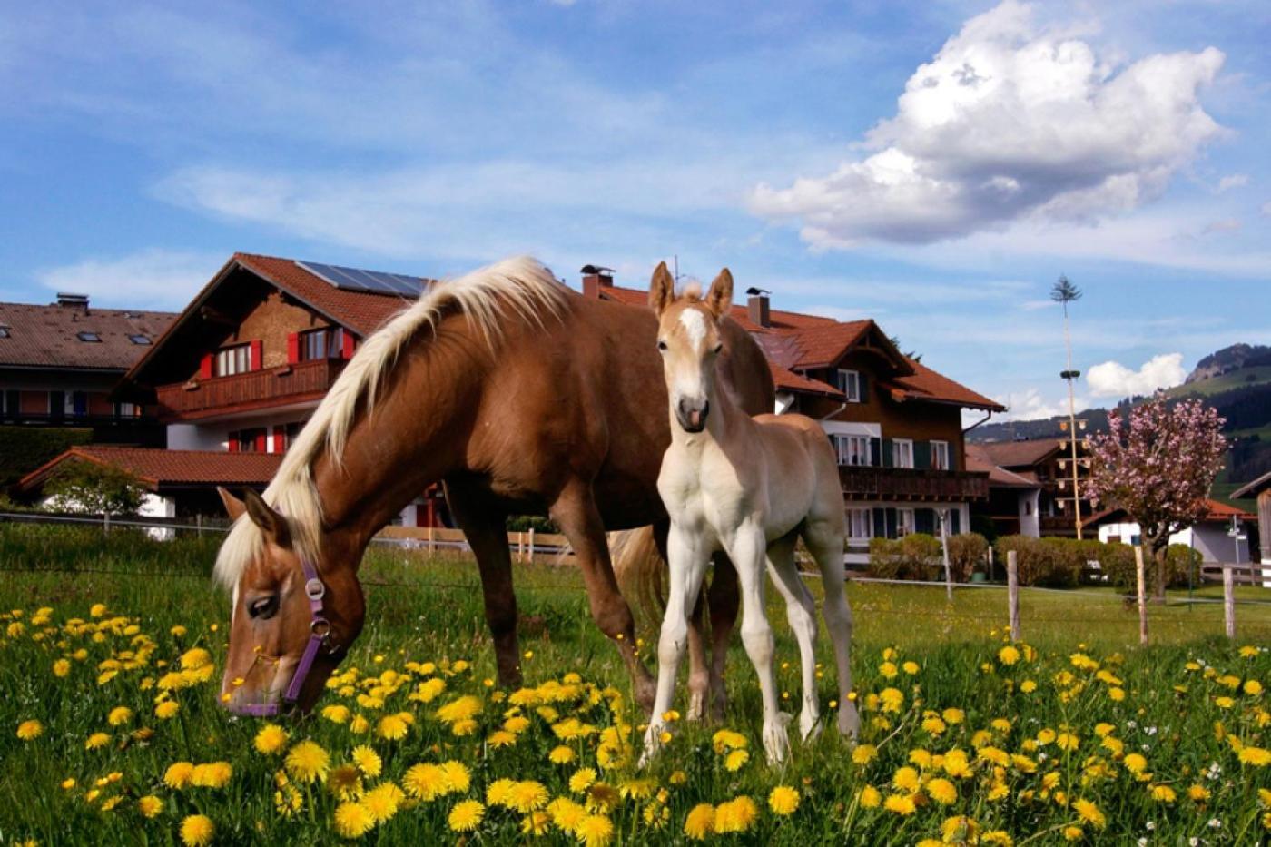 Haus Sylta Apartamento Fischen im Allgaeu Exterior foto